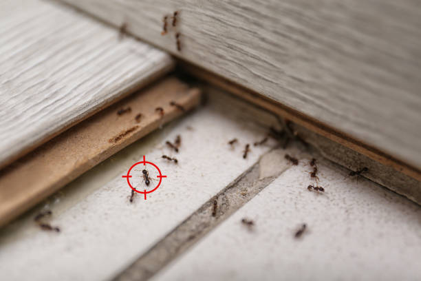 Best Pest Prevention Services  in Radisson, NY
