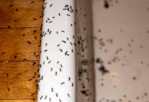 Best Termite Control Services  in Radisson, NY
